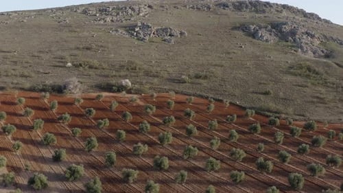 from above olive field