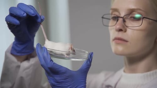 Female Scientist Studying White Mouse in Petri Dish