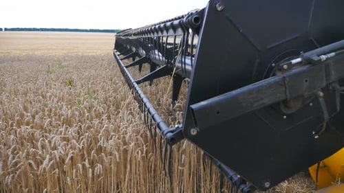 Close Up Knife of Combine Spinning and Cutting Ears of Wheat. Harvester Slowly Riding Through Field
