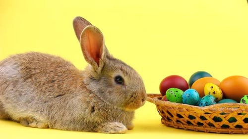 Adorable Bunny with Colorful Easter Eggs in Studio