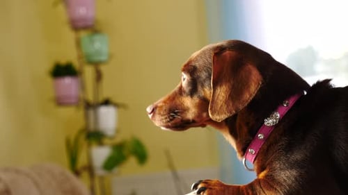 Dachshund Relaxing on Sofa