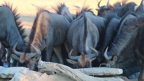 Wildebeest Herd Drinking Together in the Wild