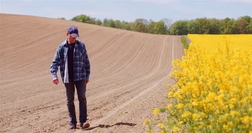 Farmer or Agronomist Walking on Agrculture Field and Looking at Crops