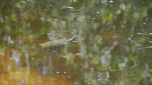 River Turtle schwimmt auf der Wasseroberfläche in der wilden Natur