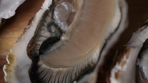 Fresh Oysters 05