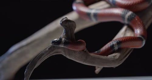 Gros plan d'un serpent corallien rampant élégamment sur une branche d'arbre