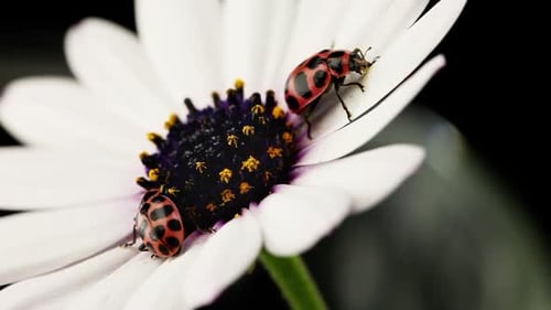 Ladybugs Crawling on a Daisy Flower, Close Up