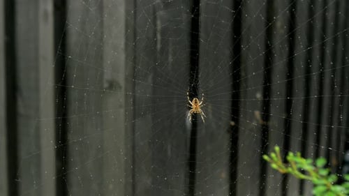 Spider in the middle of the spider web, black painted old traditional wooden residential house in ba