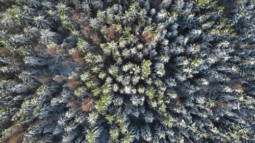 Winter Forest
