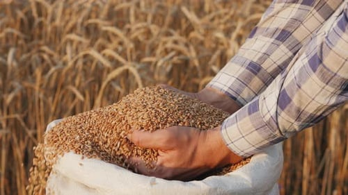 Farmer Examining Fresh Harvested Wheat Grain