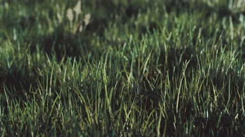 Nahaufnahme von frischem, dichtem Gras am frühen Morgen