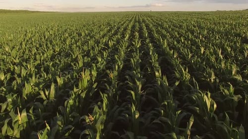 View of Cornfield From Air
