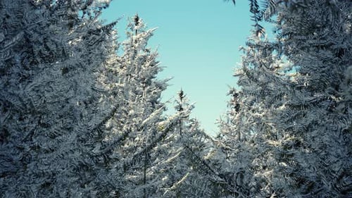 Frosty Winter Landscape in Snowy Forest