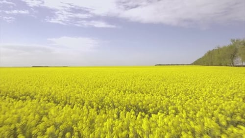Gelbes Feld der Rapspflanze