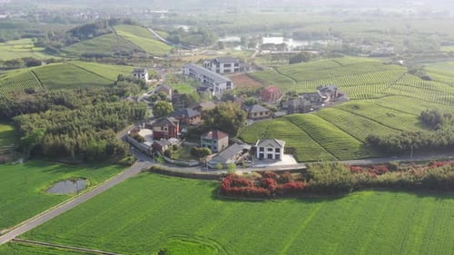 Tea plantation in mountain