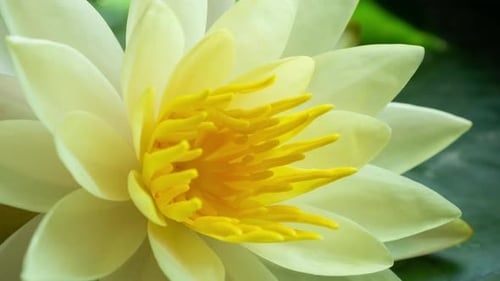 Time Lapse Footage Yellow Water Lily Opens Flower