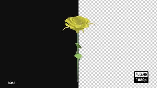 Spinning Yellow Rose on Transparent Alpha Channel Background