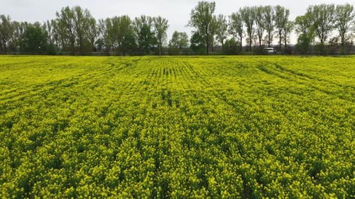 Rapsblumenfeld in der Nähe der Straße. Wunderschöne Frühlingslandschaft