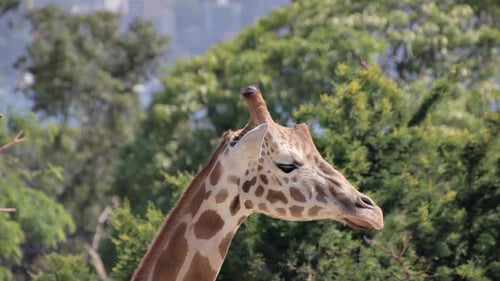 Giraffe