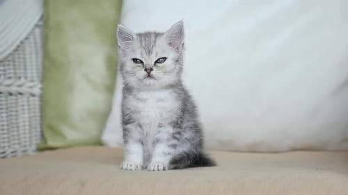 Striped Kitten Sitting Alert Indoors