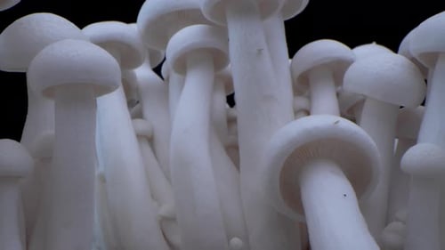 Macro Shot of Champignons Stand in a Row of Mushrooms