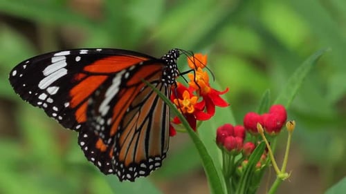 Schmetterling füttert von einem Blumenmakro
