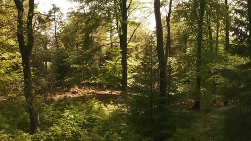 Relaxing Panning Shot Within the Forest