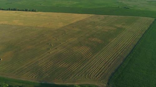 Drone Wide Shot Haystack and Harvesting Dry Grass Aerial Hay Bales at Field