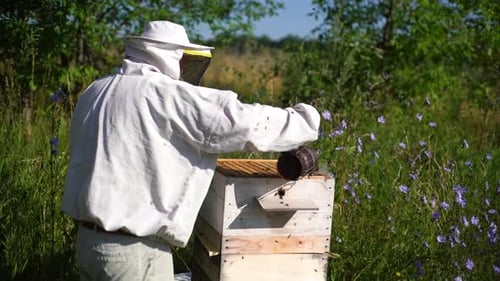 Portrait of Beekeeper Wearing Protective Clothing Fumigating Beehive with Bee Smoker To Calm Bees