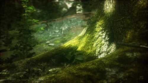 Tree with Moss on Roots in a Green Forest