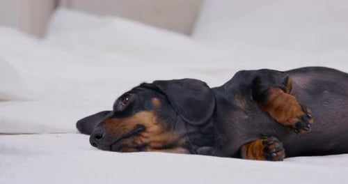 Dachshund Dog Relaxing on White Bed