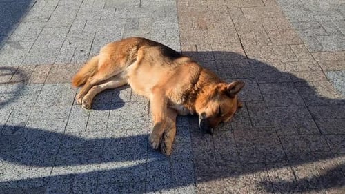 Streunender Hund schläft auf der Asphaltstraße auf der Straße, Menschen kommen vorbei