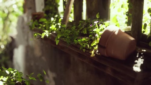 Ruined Abandoned Overgrown By Plants Interior