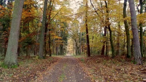 Walking in the middle of forest full of colourful trees in autumn, Poland