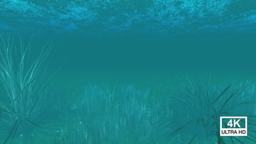 Underwater Ocean 4K