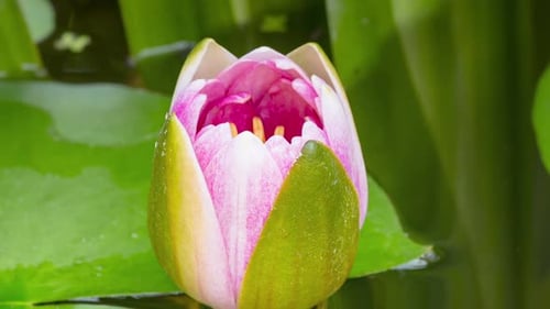 Time Lapse of Water Lily Blooming in Pond