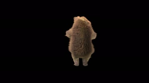 123 Bear Dancing 4K