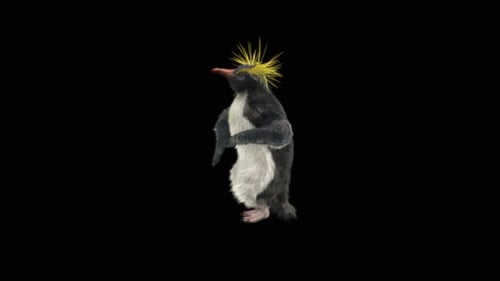 Baile de pingüinos HD
