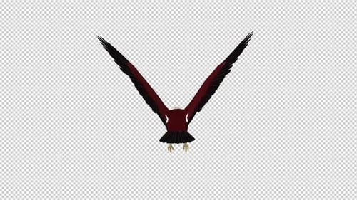 Brahminy Kite - Flying Loop - Back View