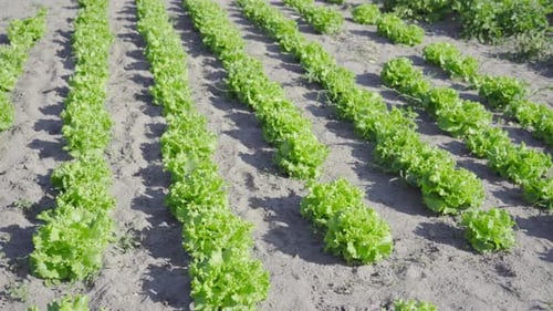 Growing Green Salad on the Ground