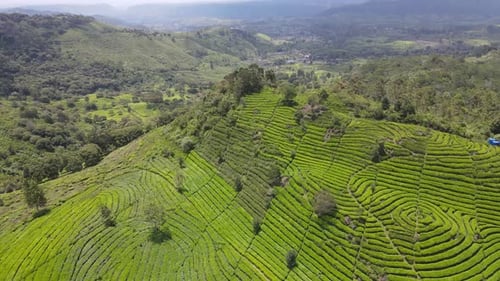 Luftaufnahme der Teeplantage in Indonesien