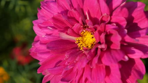Cosmos bipinnatus Doble flor de arándano poco profunda DOF 4K 2160p 30 fps Imágenes UltraHD - Deep pink Co