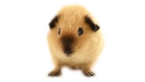 Cute guinea pig eating juicy greens
