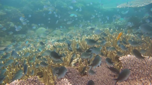 The Underwater World of a Coral Reef