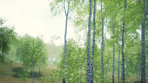 White Birch Trees in the Forest in Summer