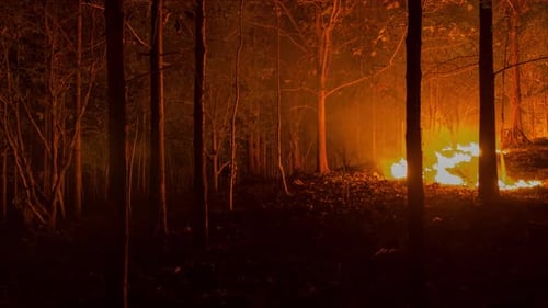 Forest fire, Wildfire burning tree.