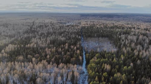 Snow Covered Pine Tree Forest During a in Heavy Snowfall