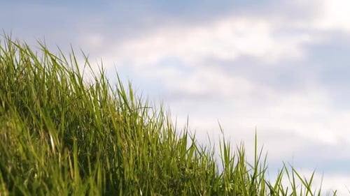 Closeup of Green Grass with Long Blades Swaying Under Strong Wind Growing on Lawn in Summer