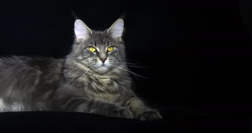 Blue Blotched Tabby Maine Coon Domestic Cat, Female laying against Black Background
