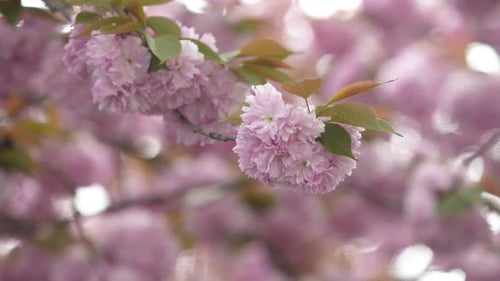 Pink Blossoms Blooming in Springtime Close-Up